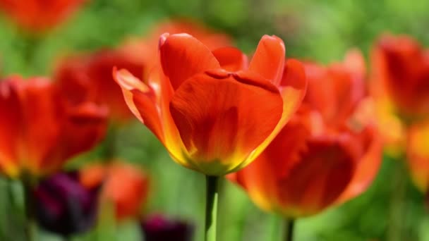 Tulp tuin — Stockvideo