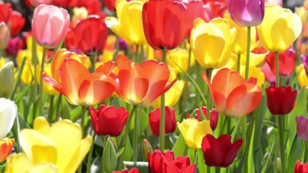 Tulp tuin — Stockvideo