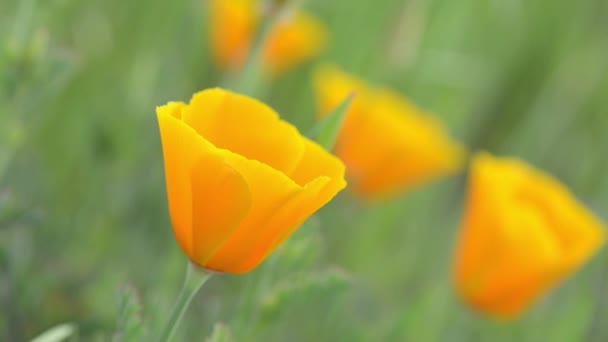 Amapola naranja de California — Vídeos de Stock