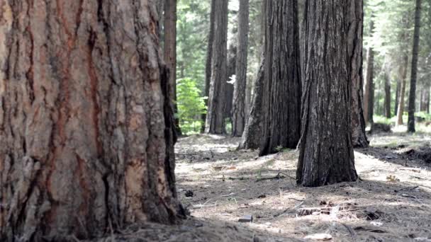 Hermoso bosque de pino — Vídeo de stock