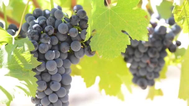 Raisins sur la vigne — Video