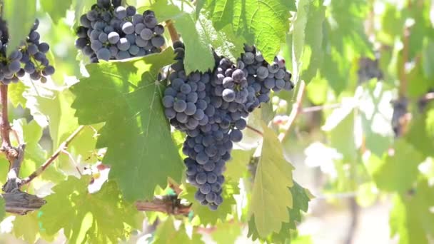 Raisins sur la vigne — Video