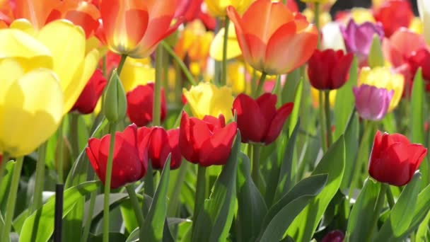 Тюльпан сад — стокове відео