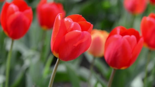 Jardín de tulipán — Vídeo de stock