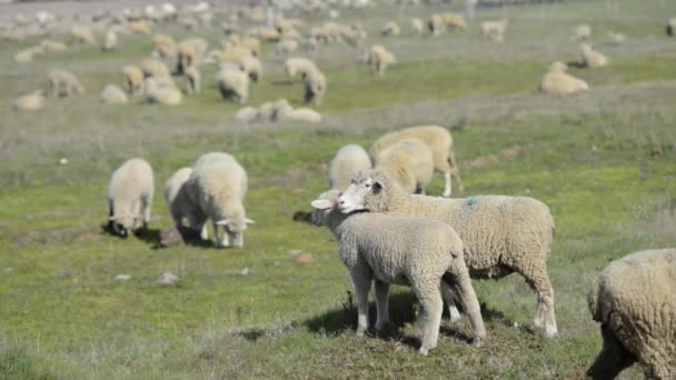 Troupeau de moutons 