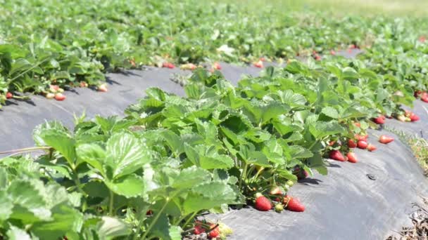 Parche de campo de fresa — Vídeos de Stock