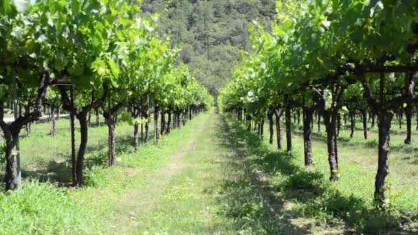 Weinberge im Napa-Tal — Stockvideo