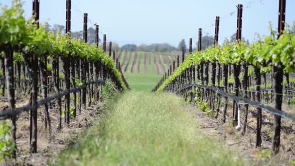 Vinhedos do Vale de Napa — Vídeo de Stock