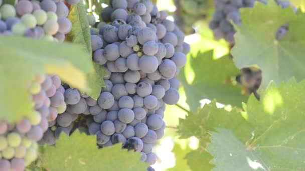 Raisins sur la vigne — Video