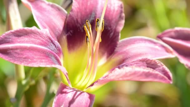 Fioletowy lilia — Wideo stockowe