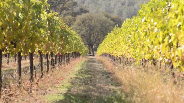 Viñedo en otoño — Vídeo de stock