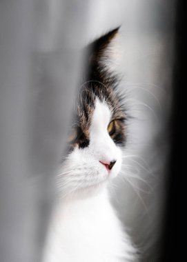 Norwegian forest cat hiding behind white curtain