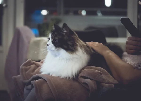 Norwegian Forest Cat Sitting Comfortably Human Lap — Fotografia de Stock