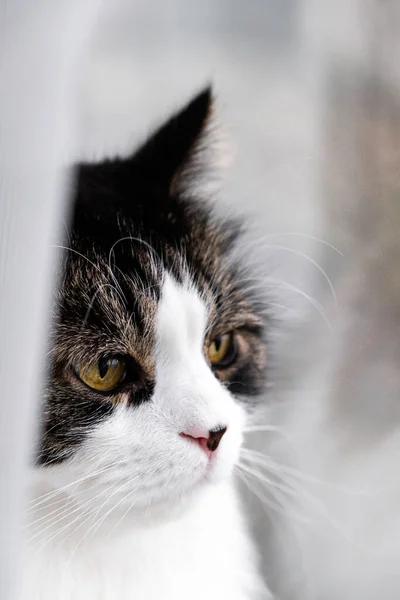 Norwegian Forest Cat Hiding White Curtain — стокове фото