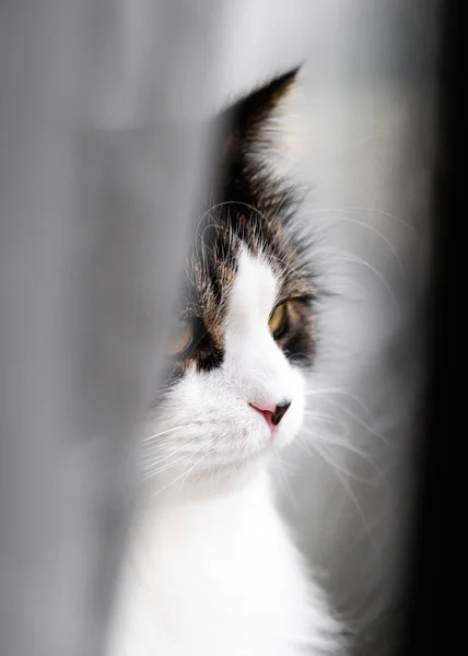 白いカーテンの後ろに隠れているノルウェーの森林猫 — ストック写真