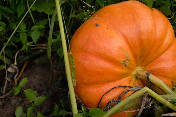 Bir tarlada olgunlaşan büyük bir portakal kabağı. Cadılar Bayramı için öneriler. Boşluğu kopyala.