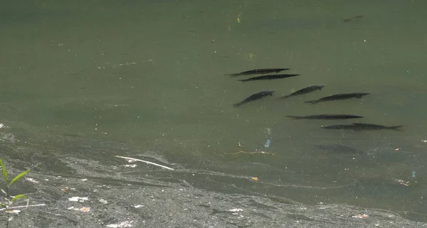 Una Manada Peces Grandes Encuentra Aguas Sucias Poco Profundas Catástrofe — Foto de Stock