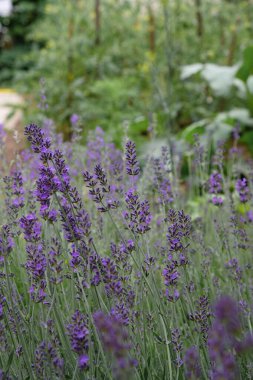 Bulutlu bir günde ev bahçesinde lavanta. Dikey resim.