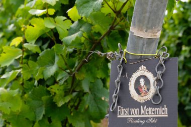 Saulheim, Rhineland-Palatinate, Almanya. 28 Temmuz 2021. Alman Frst Von Metternich Riesling Sekt. Prens Metternich 'in Riesling sarmaşığındaki görüntüsü.