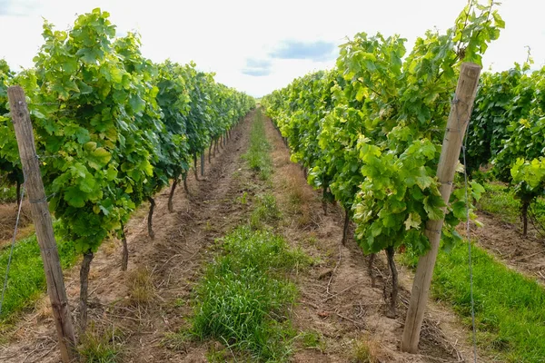 Zadbana Plantacja Rieslinga Niemczech Turystyka Winna Strzał Słońce — Zdjęcie stockowe