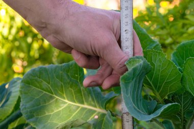 Bir çiftçi Brüksel lahanasının yüksekliğini ölçer. İş büyümesi konsepti. Komik fotoğraf..