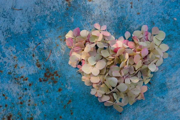 Blassrosa Und Beige Hortensien Herzform Auf Einer Metallischen Blassblauen Oberfläche — Stockfoto