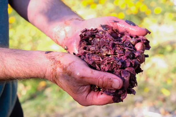 Red wine mash in the hands of a wine maker. Outdoor.