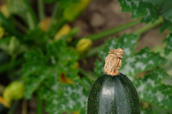 Onderdeel Van Donkergroene Courgette Met Gedroogde Bloem Grappige Foto — Stockfoto