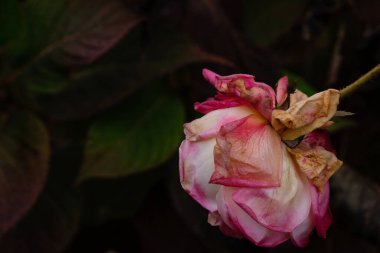 Siyah bir arka planda ölen yalnız bir gül. Boşluğu kopyala.