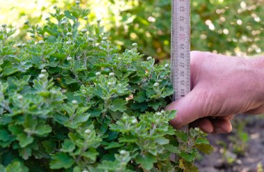 Bir çiftçi bahçedeki kasımpatıların boyunu ölçer. Küçük çiçekli kasımpatı yetiştirme.