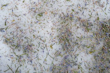 Küçük lavanta çiçekleri karlı yüzeyi kapladı. Dekorasyon için kış lavanta arkaplanı.