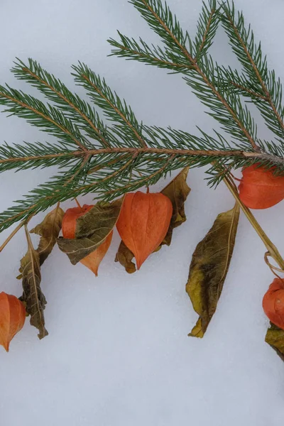 Ramas Abeto Physalis Yacen Nieve Imagen Vertical — Foto de Stock