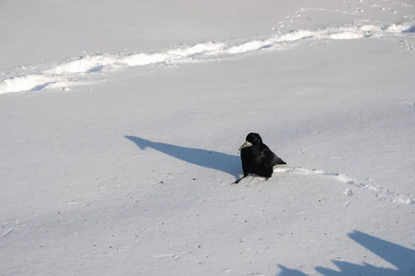 カラスは大きな一歩で雪の上を歩く 白い雪の上に黒いカラス 鳥極端な — ストック写真