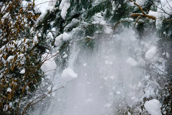 Снег Падает Сосновых Ветвей Много Снега — стоковое фото