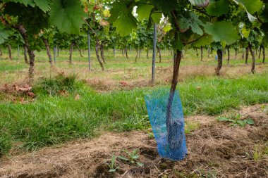Genç bir sarmaşığın üzerinde mavi plastik koruyucu ağ. Üzüm bağlarının bakımı. Rheinhessen, Almanya.