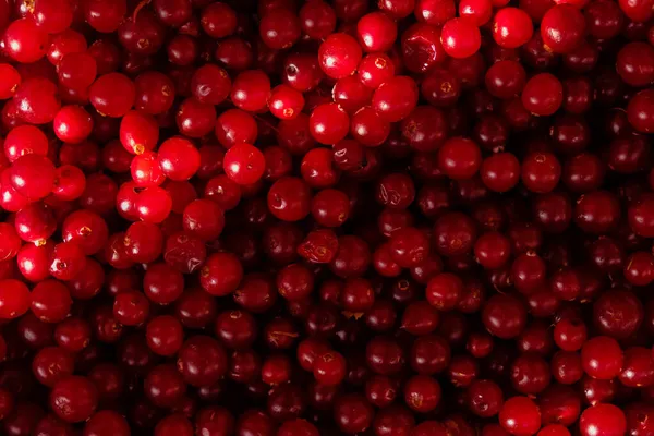 Cranberries Background Cranberry Berries Surface Different Lighting — Stock Photo, Image