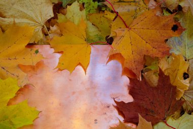 Bakır arka planda renkli akçaağaç yaprakları. Gökyüzünün yansıması. Boşluğu kopyala.