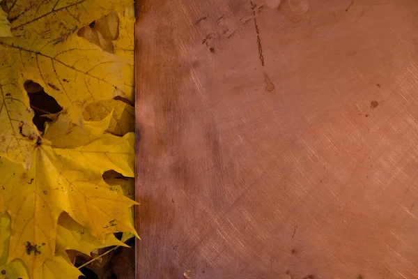 Copper metallic surface background. Golden maple leaves on a copper background.