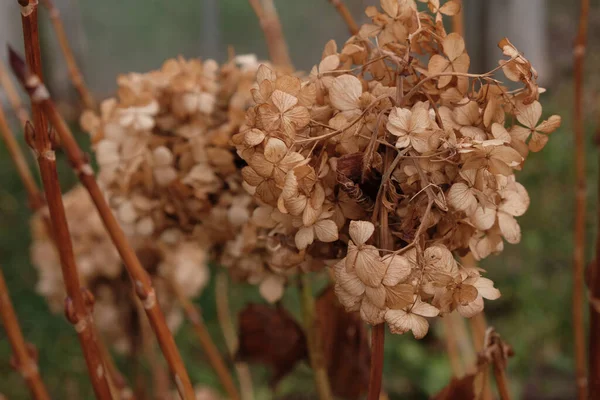 Vervaagde Hortensia Tuin Decoratie Met Gedroogde Bloemen — Stockfoto