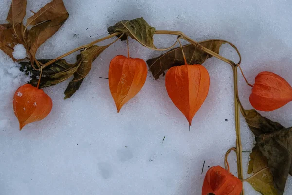 Linternas Secas Physalis Sobre Fondo Nieve — Foto de Stock