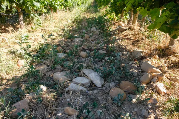 Chteauneuf Pape Vineyard Provence France Stony Soil Summer Morning Pebbles — Stock Photo, Image