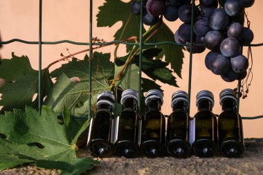 Şarap örnekleri. Sommelier mesafe eğitimi. Mor üzümler. Açık hava..