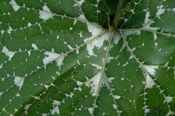ズッキーニの葉を見つけた カモフラージュの葉 グレーグリーンのテクスチャ — ストック写真