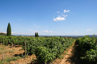 Rhone tepelerindeki üzüm bağları. Provence, Fransa. Yaz güneşli bir gün.