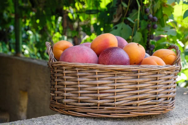 Wicker Basket Fruit Home Garden Peaches Apricots Nectarines Rural Still — Stock Photo, Image