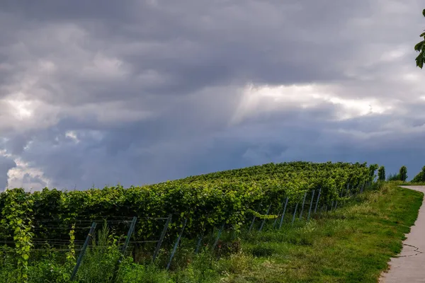 悲劇的な夜空の下でブドウ畑をリースリング ドイツ オッペンハイム ワイン観光 — ストック写真