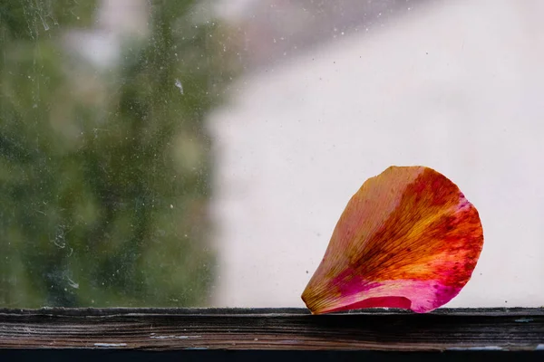 Pétalo Transparente Seco Del Tulipán Sobre Cristal Viejo Ventana Del — Foto de Stock