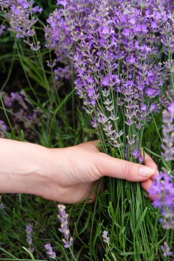 Lavanta buketli bir kadın eli. Lavanta yakalama. Dikey resim.