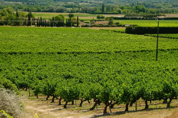 Joucas yakınlarındaki vadide, Provence-Alpes-Cote d 'Azur bölgesinde üzüm bağları. Fransa 'nın şarap bölgesi..