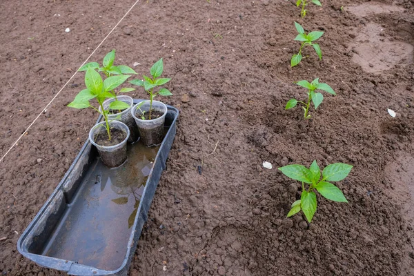 Plantando Mudas Pimenta Solo Úmido Primavera Reutilizar Copos Plástico — Fotografia de Stock